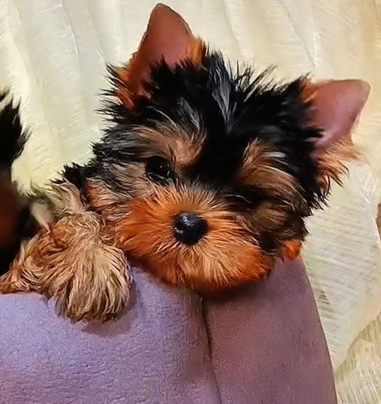 �����  ������������ ������� � ������